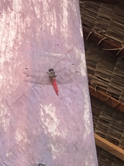 Bradinopyga strachani