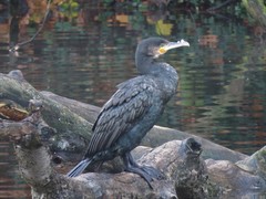 Phalacrocorax carbo