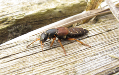 Staphylinus dimidiaticornis