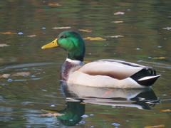 Anas platyrhynchos