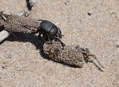 Scarabaeus intricatus