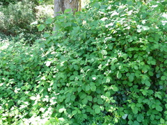 Rubus rubritinctus