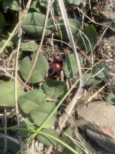 Ceropegia coddii image