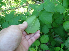 Rubus rubritinctus