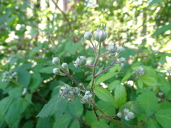 Rubus rubritinctus