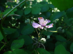 Rubus rubritinctus
