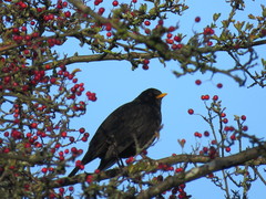 Turdus merula