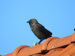Corvus monedula