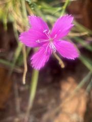 Dianthus mooiensis