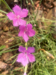 Dianthus mooiensis