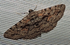 Boarmia suasaria