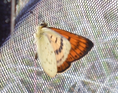 Lycaena edna