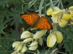Lycaena edna