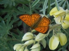 Lycaena edna