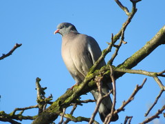Columba palumbus