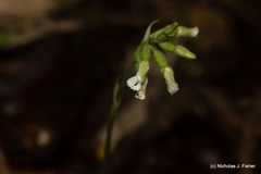 Cheirostylis notialis