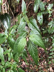 Eupatorium chinense tozanense