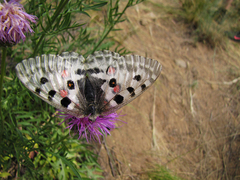 Parnassius nomion