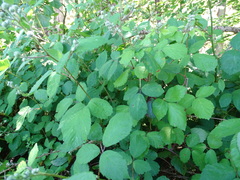Rubus rubritinctus