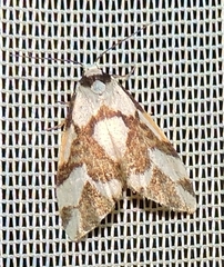 Thallarcha staurocola