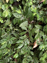 Elatostema parvum