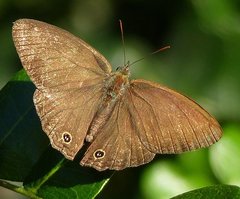 Cissia terrestris