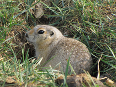 Urocitellus undulatus