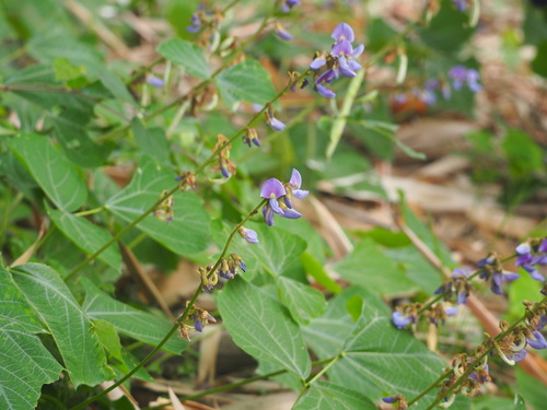 Image of Pachyrhizus erosus by no rights reserved