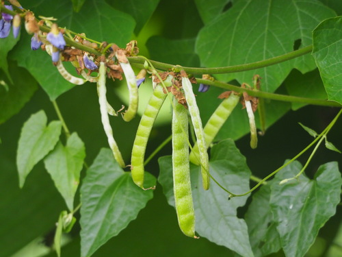 Pachyrhizus erosus