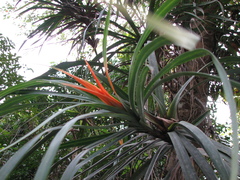 Freycinetia percostata