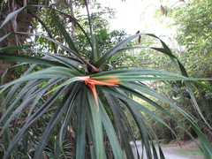 Freycinetia percostata