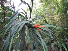 Freycinetia percostata