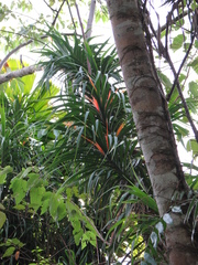 Freycinetia percostata