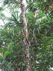 Freycinetia percostata