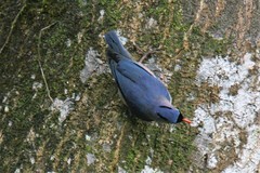 Sitta frontalis frontalis