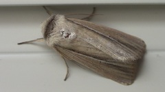 Mythimna prominens