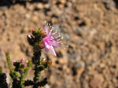 Homalocalyx polyandrus