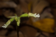 Cheirostylis notialis