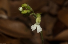 Cheirostylis notialis