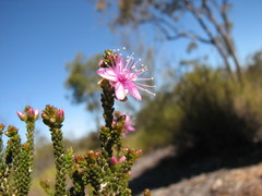 Homalocalyx polyandrus