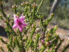 Homalocalyx polyandrus