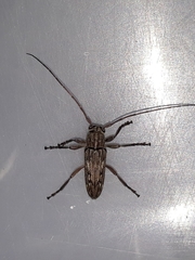 Lypsimena fuscata