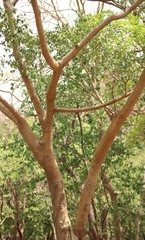 Ficus talbotii