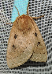 Anthela ocellata