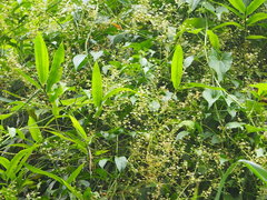 Neoalsomitra clavigera