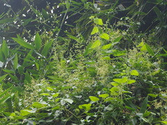 Neoalsomitra clavigera