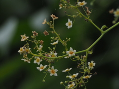 Neoalsomitra clavigera