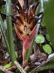 Billbergia pyramidalis