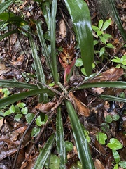 Billbergia pyramidalis