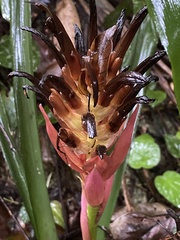 Billbergia pyramidalis